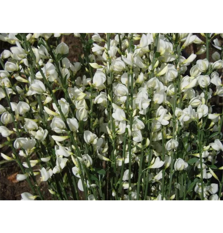 Elfenbeinginster - Cytisus praecox (x) 'Albus'