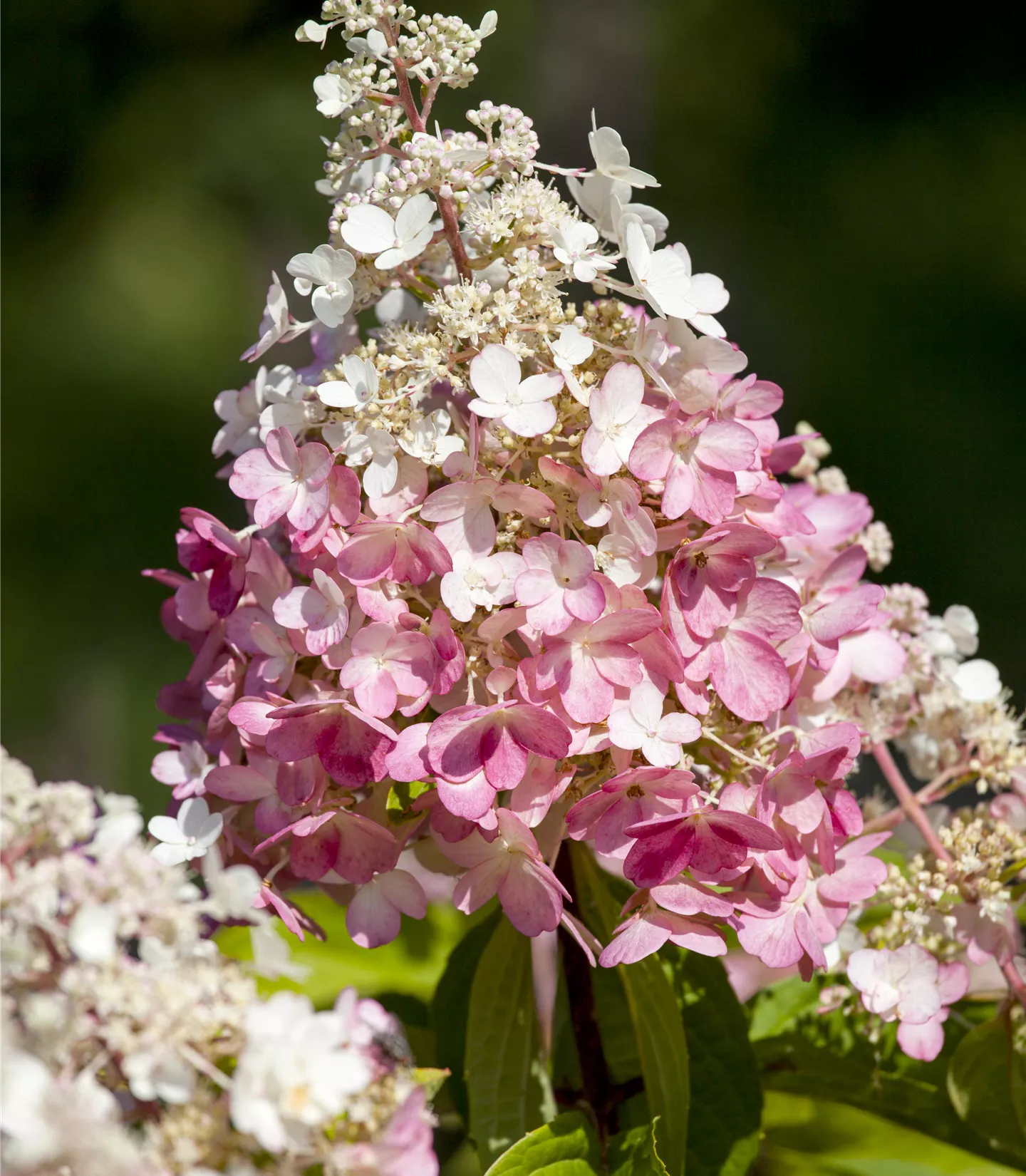 Hydrangea paniculata 'Sundae Fraise'