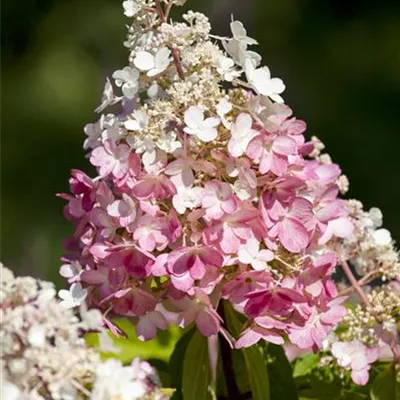 Container 70 - 80 - Hortensie - Hydrangea paniculata 'Sundae Fraise'