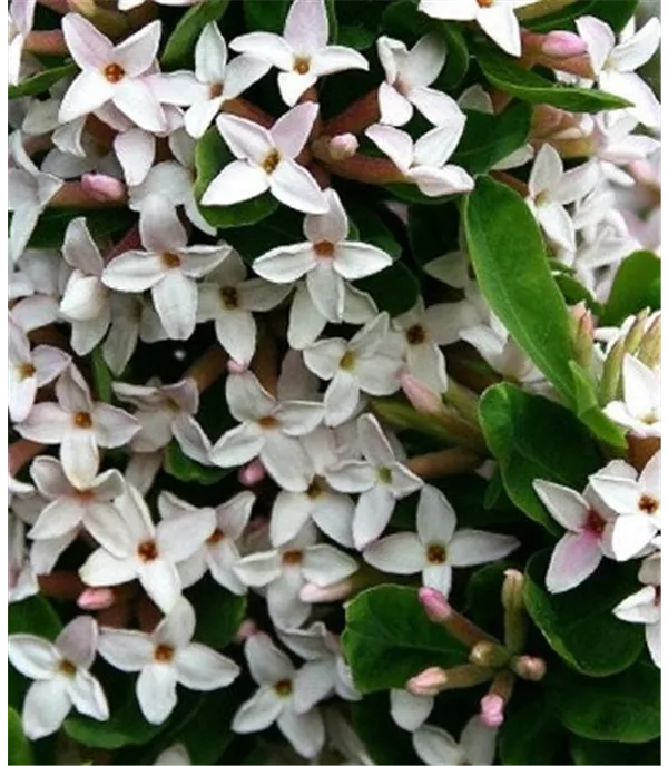 Daphne burkwoodii (x) 'Somerset'