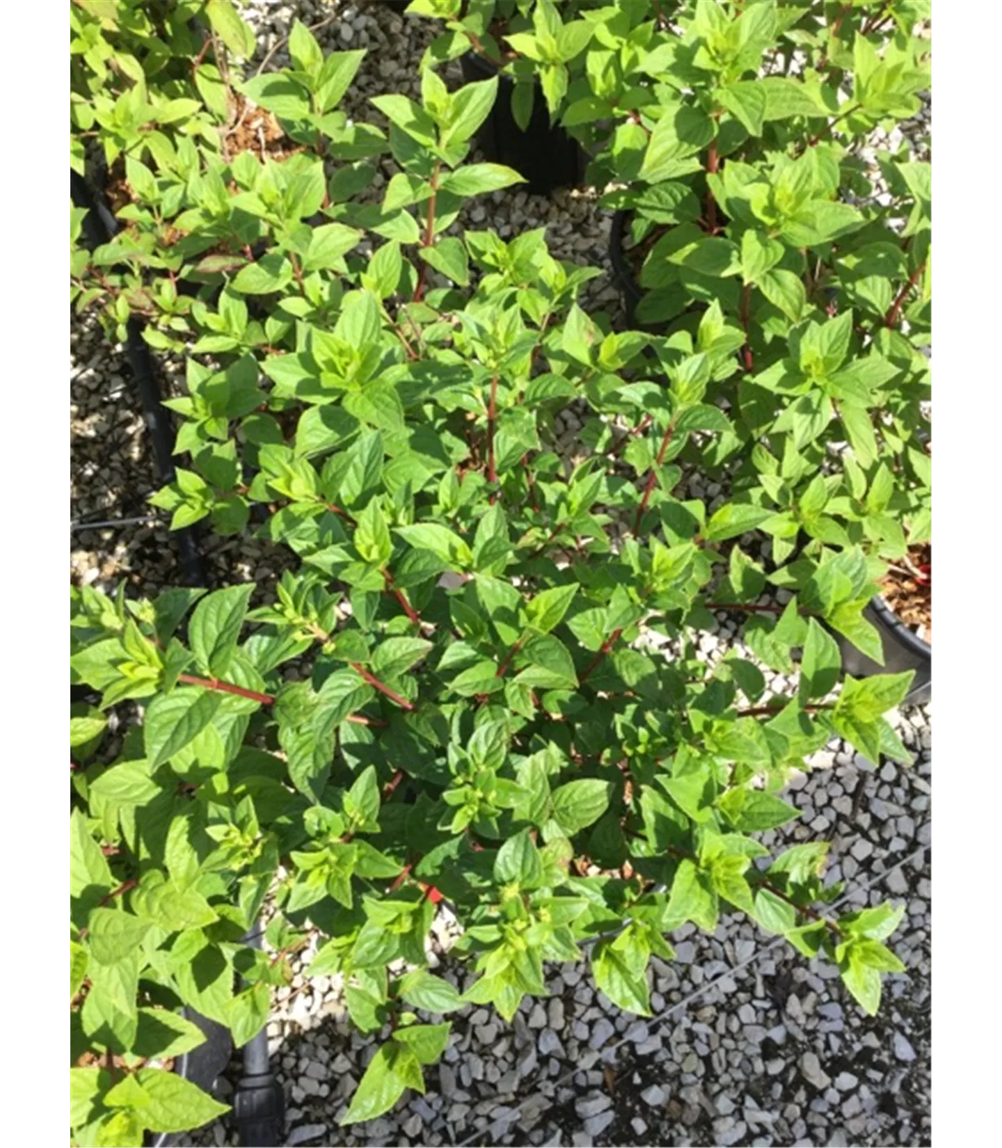 Hydrangea paniculata 'Diamant Rouge'