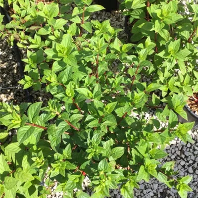 Topfgrösse 4 Liter - Rispen-Hortensie - Hydrangea paniculata 'Diamant Rouge'