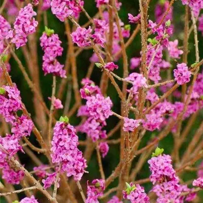 im Container 40 - 50 - Gemeiner Seidelbast - Daphne mezereum 'Rubra'