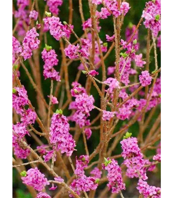 Daphne mezereum 'Rubra'