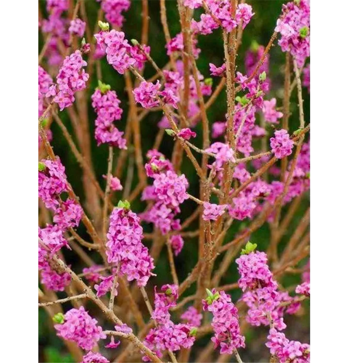 Gemeiner Seidelbast - Daphne mezereum 'Rubra'