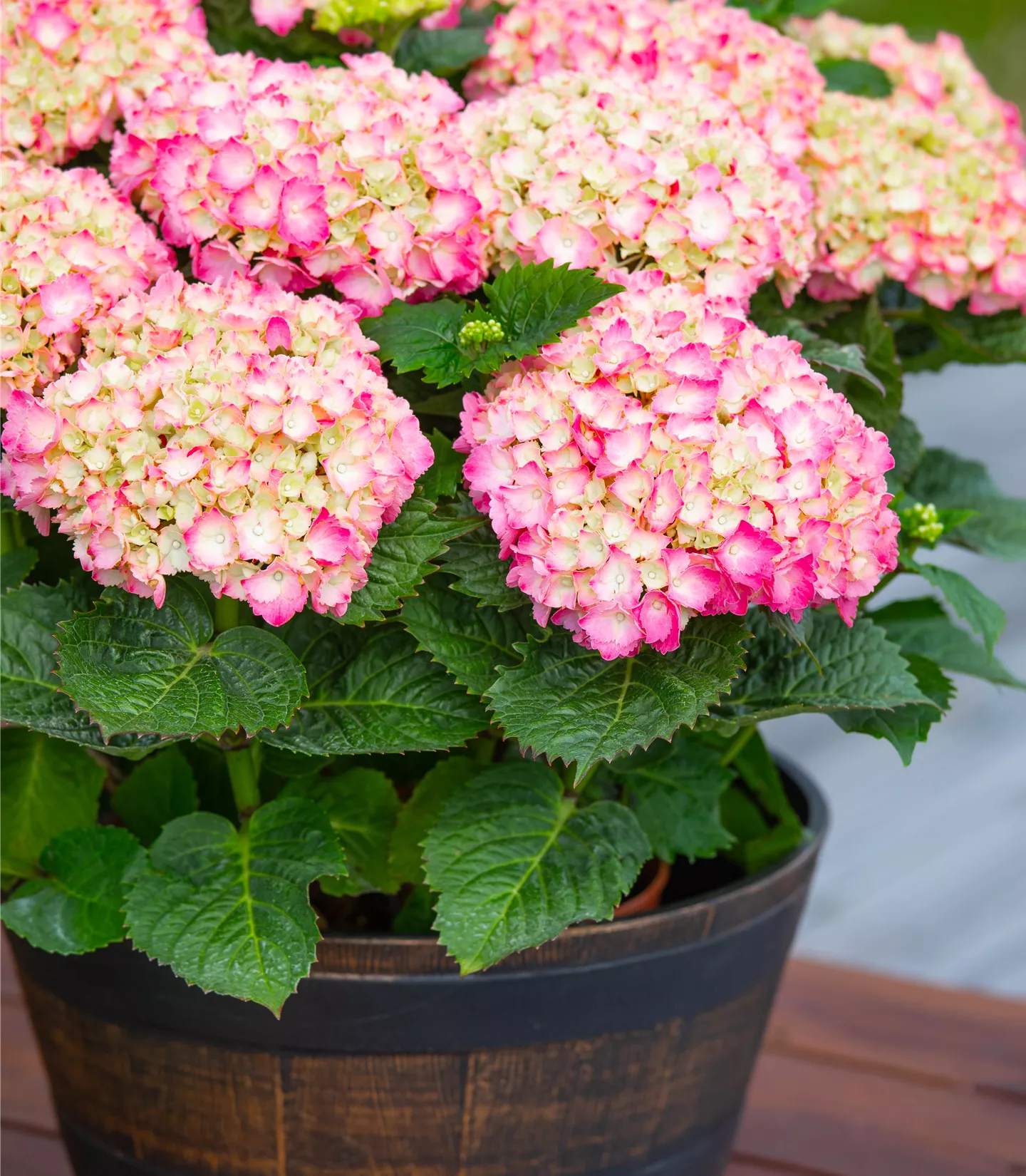 Hydrangea macrophylla 'Salsa'