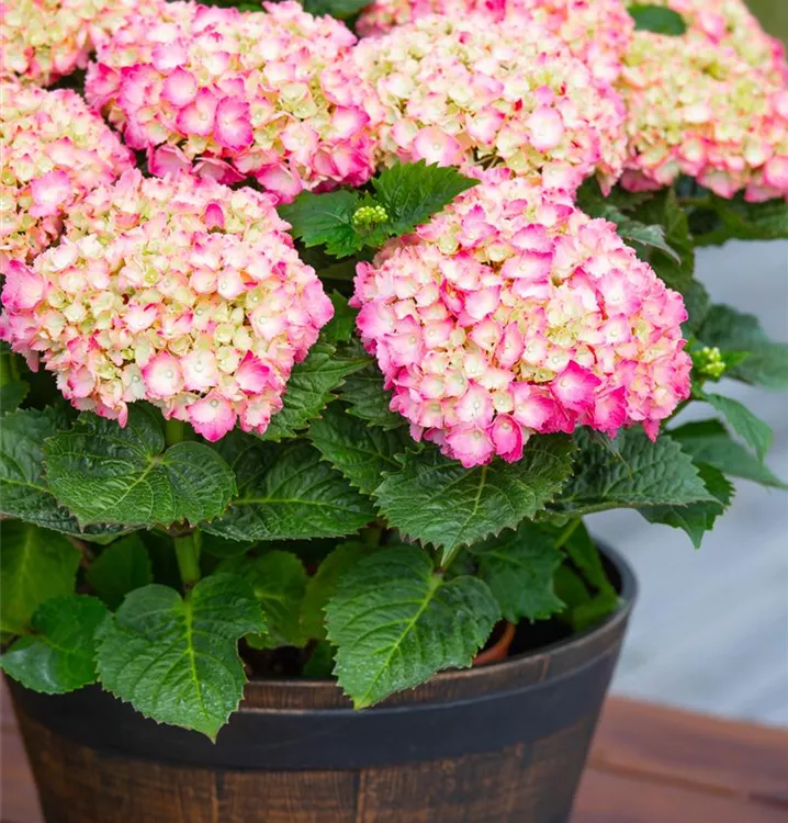 Hortensie - Hydrangea macrophylla 'Salsa'