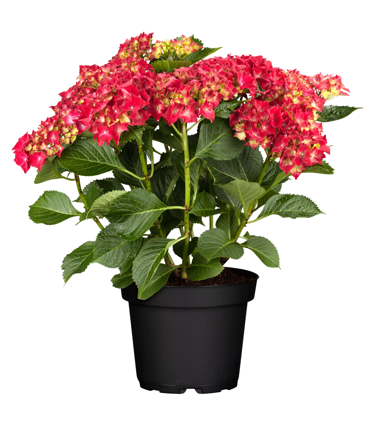 Hydrangea macrophylla 'Red Baron'