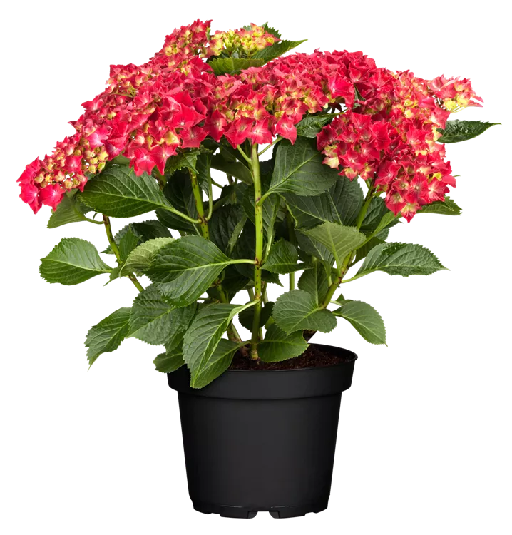 Hortensie - Hydrangea macrophylla 'Red Baron'