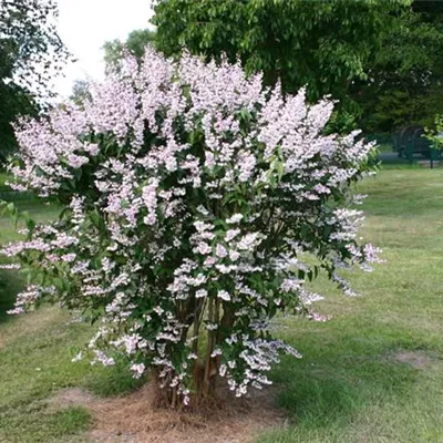 Container 70 - 80 - Deutzie - Deutzia scabra 'Codsall Pink'