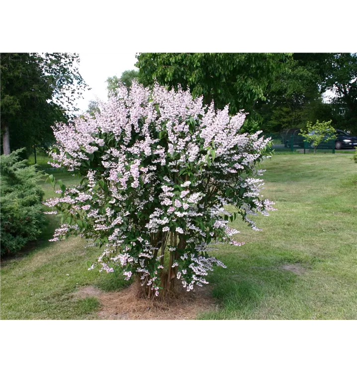 Deutzie - Deutzia scabra 'Codsall Pink'