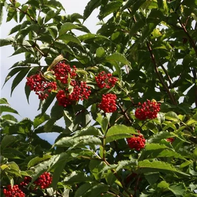 Container 70 - 80 - Traubenholunder - Sambucus racemosa