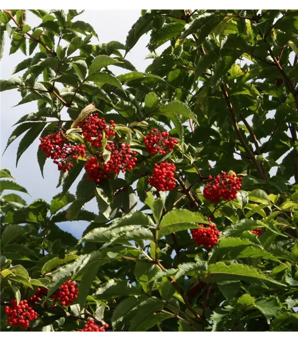 Sambucus racemosa