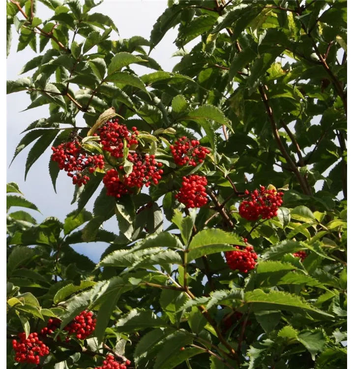 Traubenholunder - Sambucus racemosa