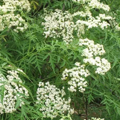 Container 70 - 80 - Schwarzer Holunder - Sambucus nigra 'Laciniata'