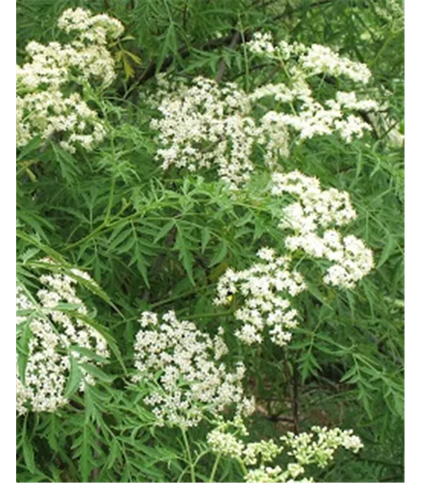 Sambucus nigra 'Laciniata'