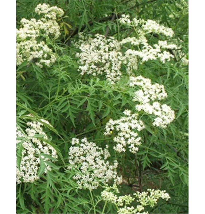 Schwarzer Holunder - Sambucus nigra 'Laciniata'