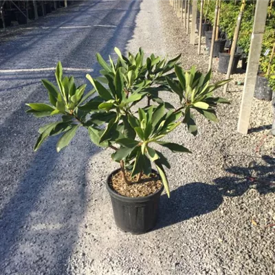 im Container Höhe 70-80cm - Mitsumata - Edgeworthia chrysantha