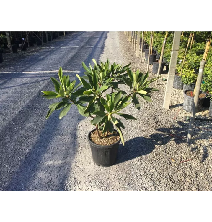 Edgeworthia