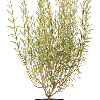 im Container 40 - 50 - Purpurweide - Salix purpurea 'Nana'