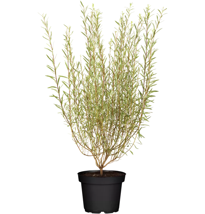 Purpurweide - Salix purpurea 'Nana'