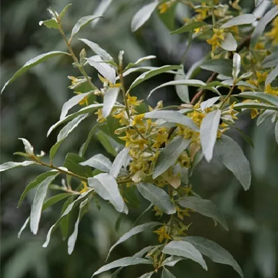 im Container 100-125 - Ölweide - Elaeagnus angustifolia