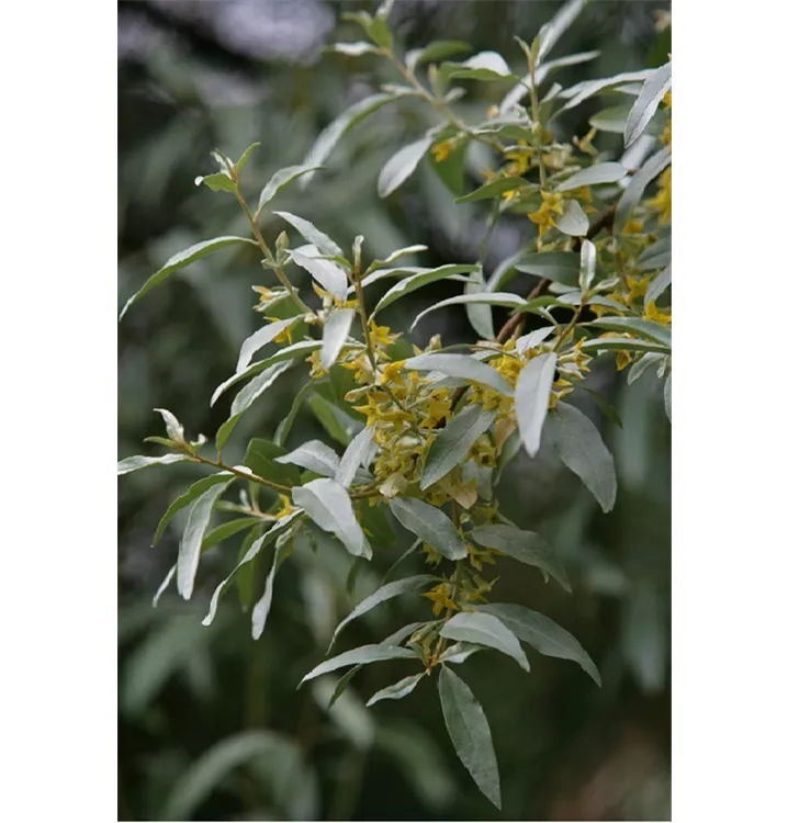 Ölweide - Elaeagnus angustifolia