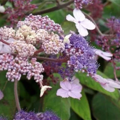 im Container 40 - 50 - Hortensie - Hydrangea involucrata