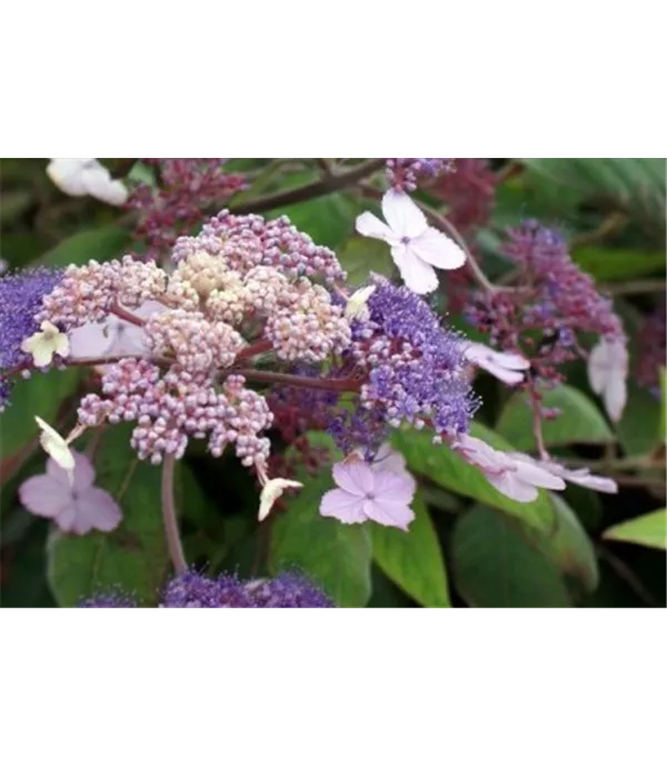 Hydrangea involucrata