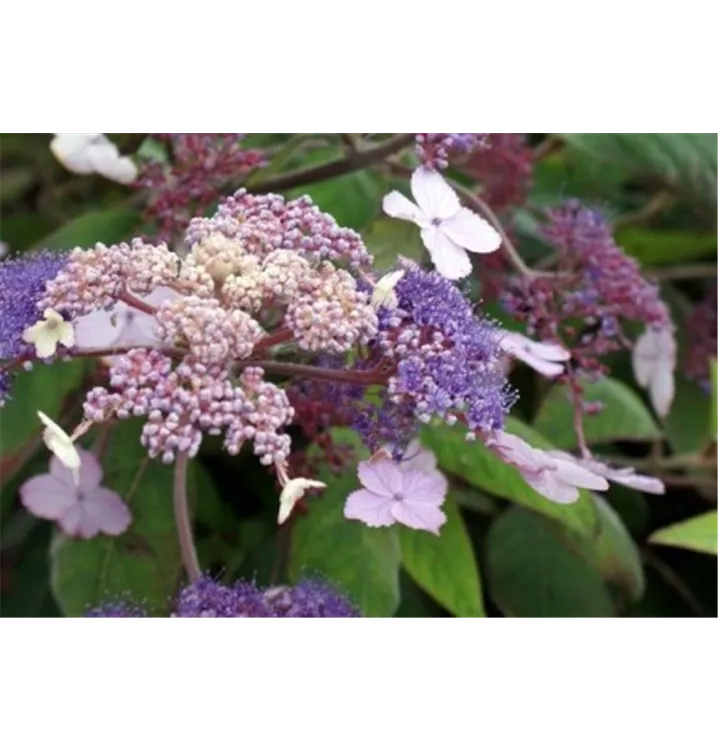 Hortensie - Hydrangea involucrata