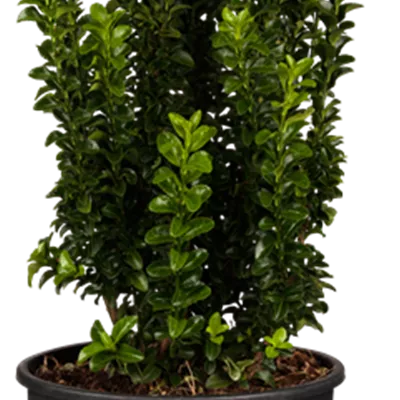 im Container 30 - 40 - Japanischer Spindelstrauch - Euonymus japonicus 'Benkomoki'