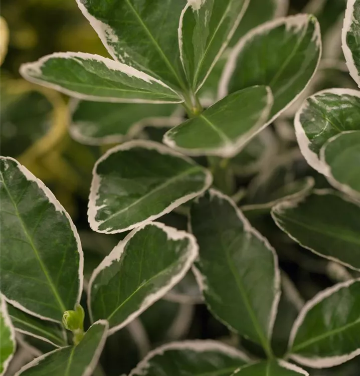 Japanischer Spindelstrauch - Euonymus japonicus 'Président Gauthier'