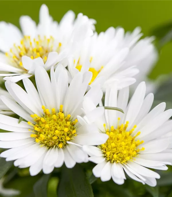 Aster alpinus 'Albus'