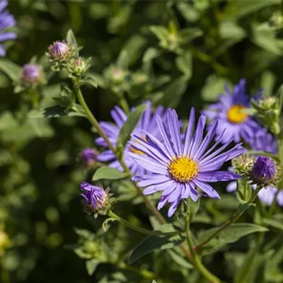 Topfgrösse 0.5 Liter - Bergaster - Aster amellus 'Rosa Erfüllung'