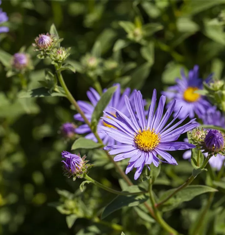 Bergaster - Aster amellus 'Rosa Erfüllung'