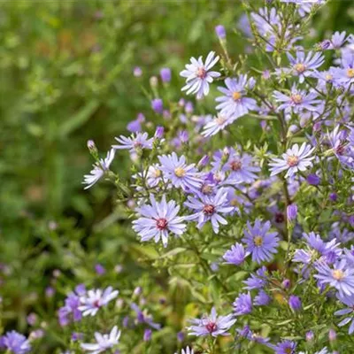 Topfgrösse 1 Liter - Herbstaster - Aster cordifolia 'Blue Heaven'