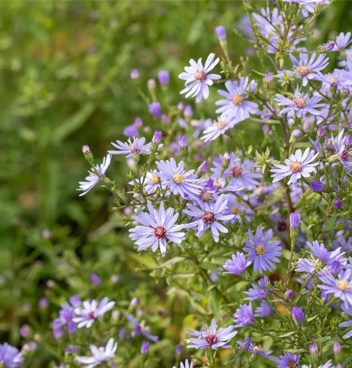 Herbstaster - Aster cordifolia 'Blue Heaven'