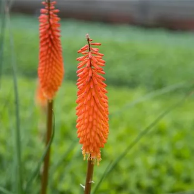 Topfgrösse 1 Liter - Fackellilie, Tritome - Kniphofia 'Alcazar'