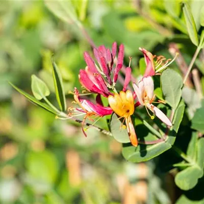 Topfgrösse 4 Liter - Geissblatt, Heckenkirsche - Lonicera brownii (x) 'Dropmore Scarlet'