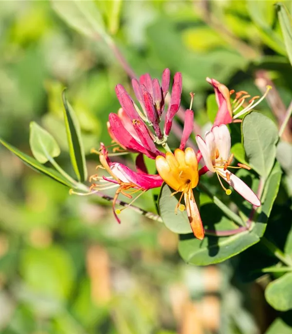 Lonicera brownii (x) 'Dropmore Scarlet'