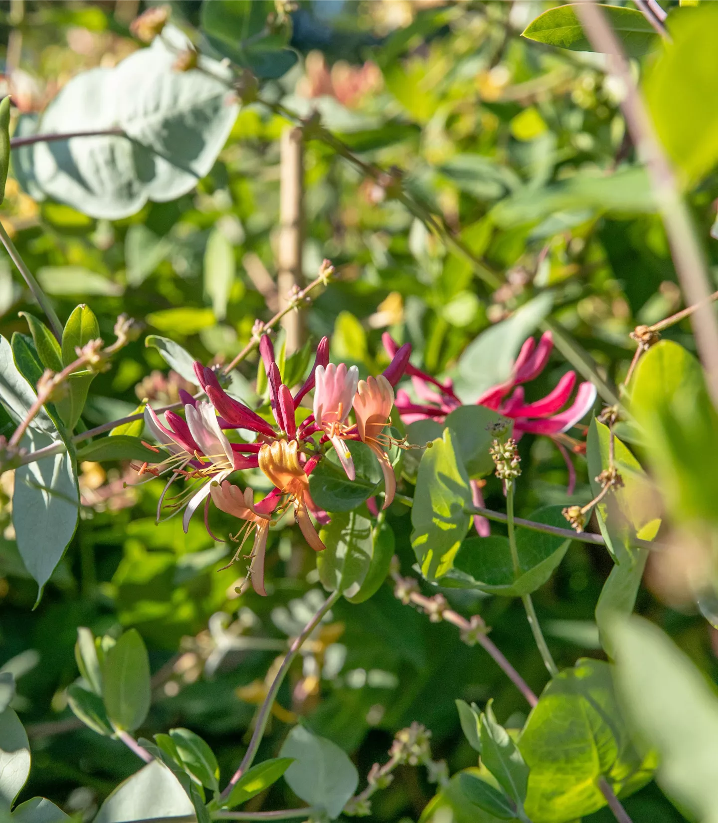 Lonicera caprifolium