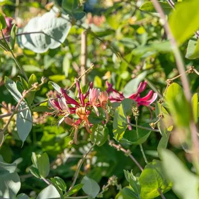 Topfgrösse 4 Liter - Geissblatt, Heckenkirsche - Lonicera caprifolium