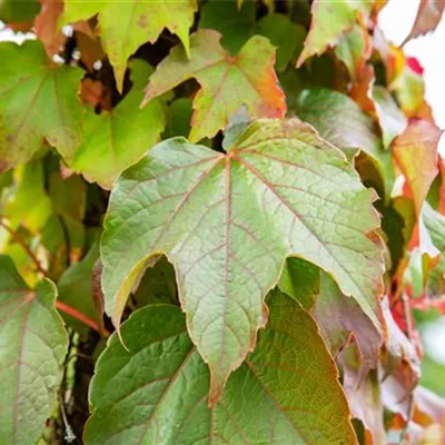 Topfgrösse 4 Liter - Jungfernrebe Schlingpflanz - Parthenocissus tric. 'Veitchi'