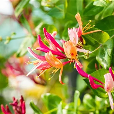 Topfgrösse 4 Liter - Geissblatt, Heckenkirsche - Lonicera heckrottii (x) 'Goldflame'