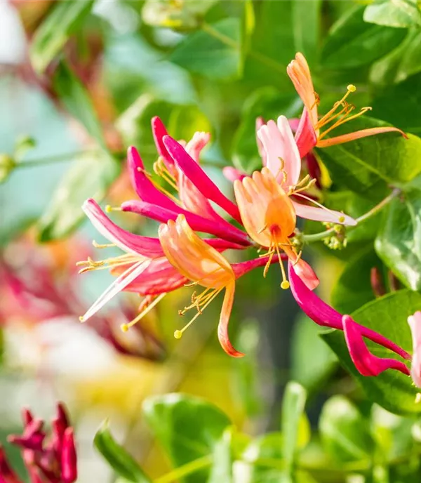 Lonicera heckrottii (x) 'Goldflame'