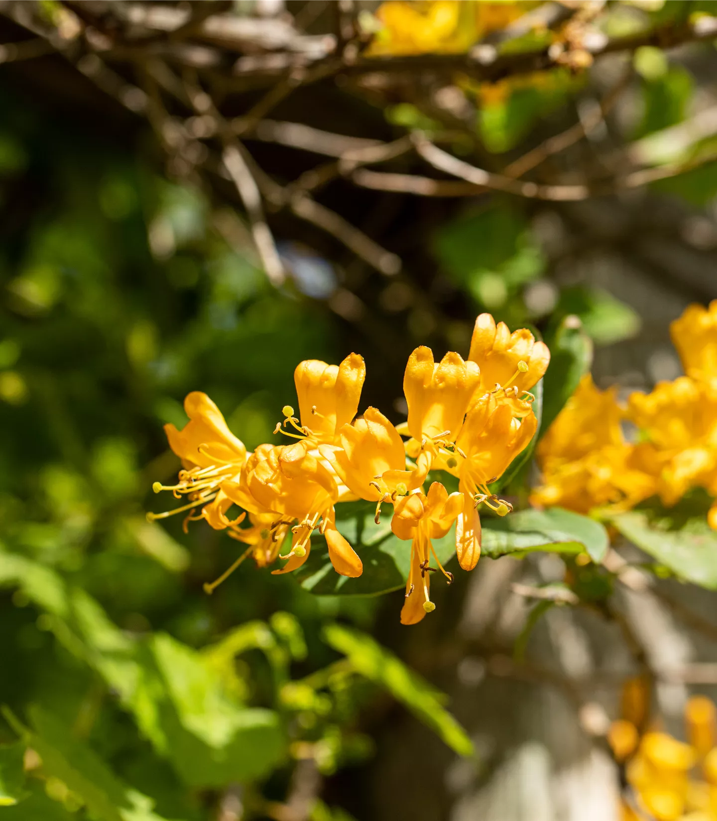 Lonicera tellmanniana (x)