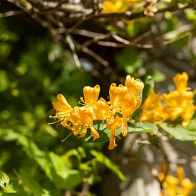 Topfgrösse 4 Liter - Geissblatt, Heckenkirsche - Lonicera tellmanniana (x)