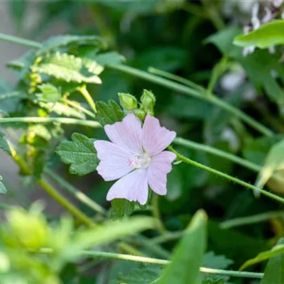 Topfgrösse 1 Liter - Moschusmalve, Bisam-Malve - Malva moschata