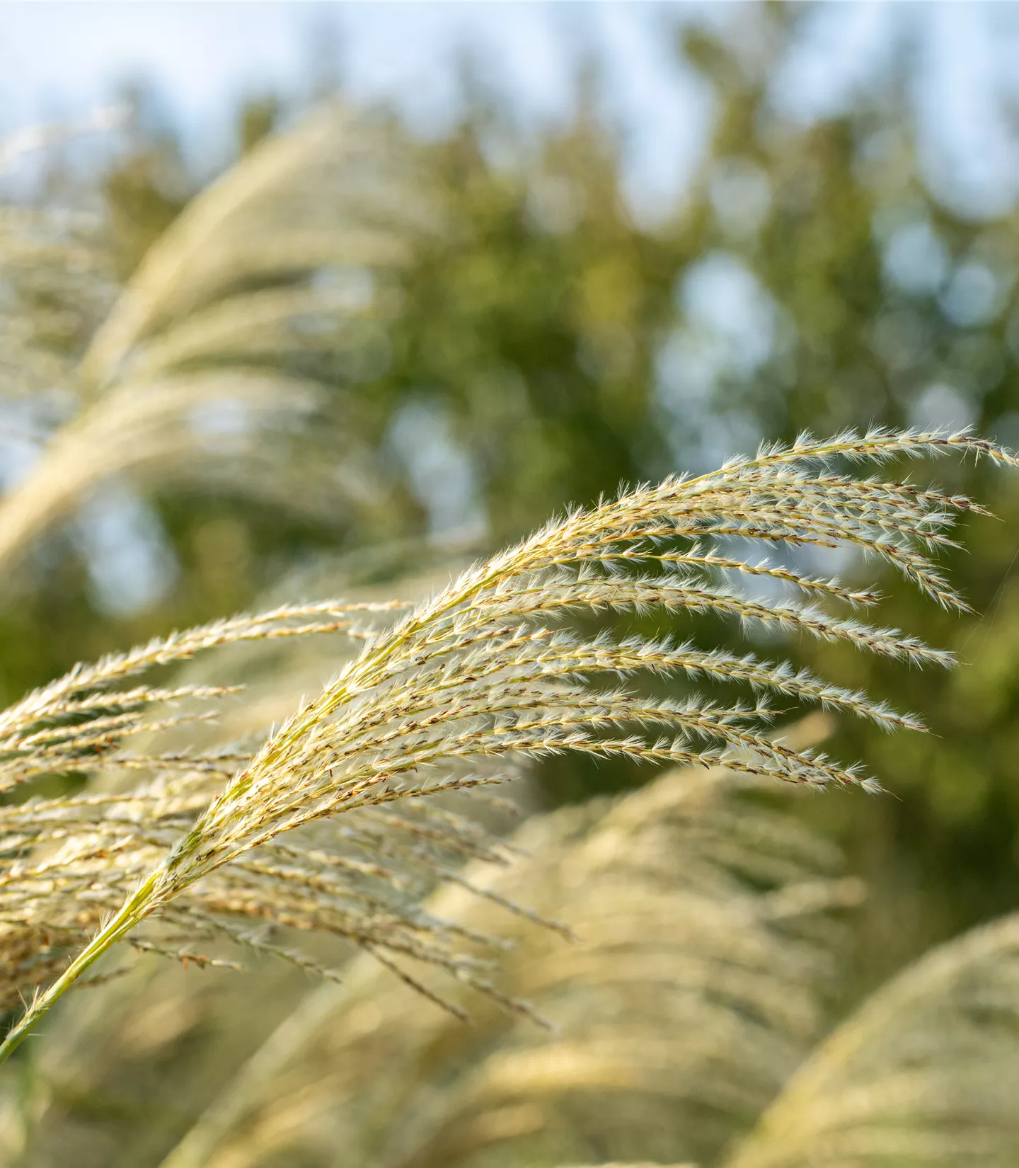 Miscanthus sinensis 'Kleine Fontäne'