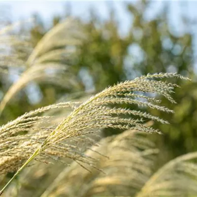 Topfgrösse 1 Liter - Eulalie, Chinaschilf - Miscanthus sinensis 'Kleine Fontäne'